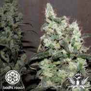 Bodhi Seeds Super Snow Lotus